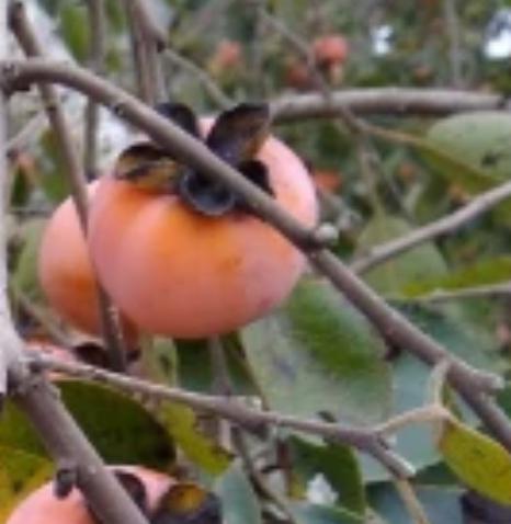 Persimmon Virginiana American Native