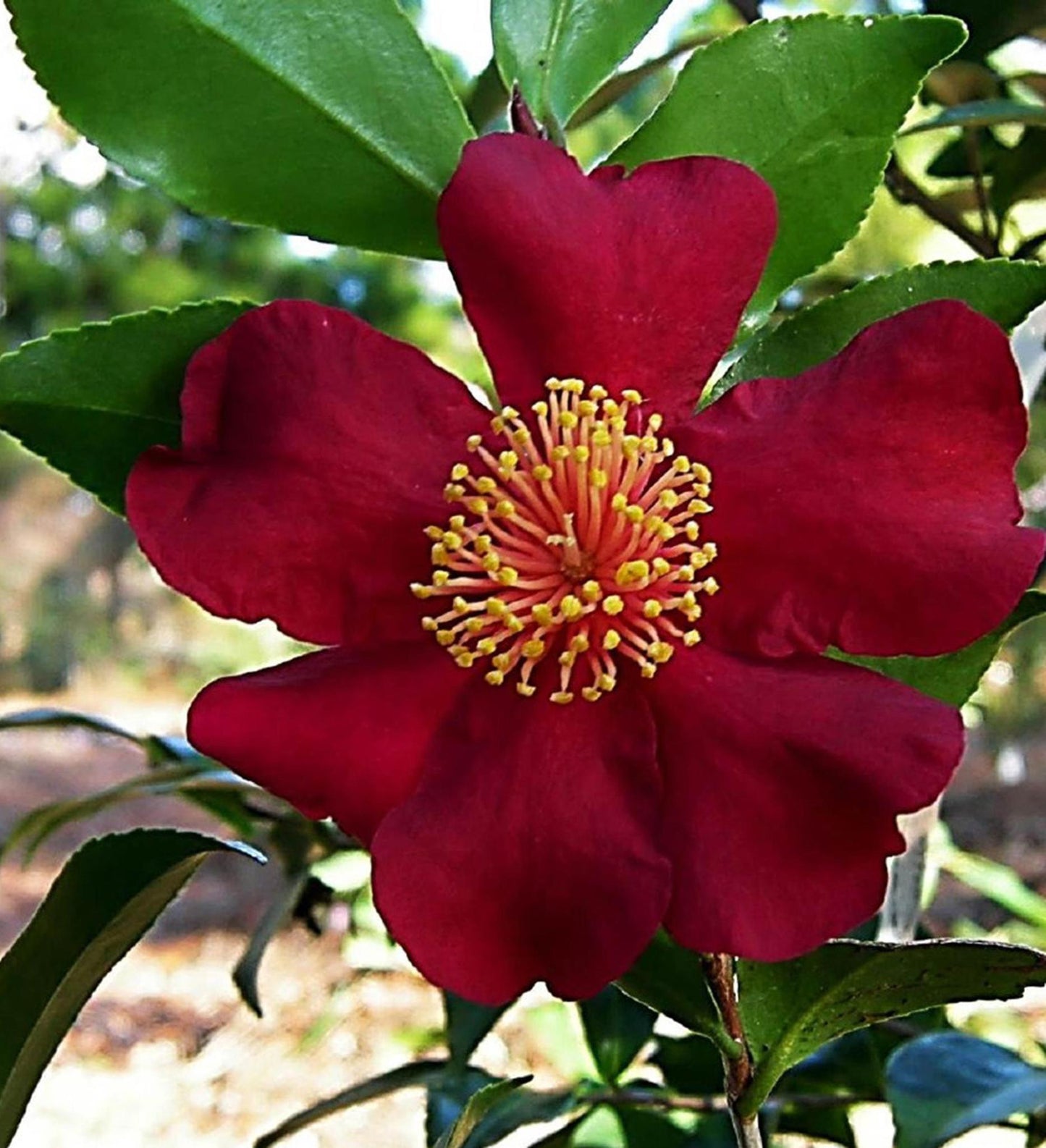 Southern Living October Magic ® Crimson N' Clover ™ Camellia