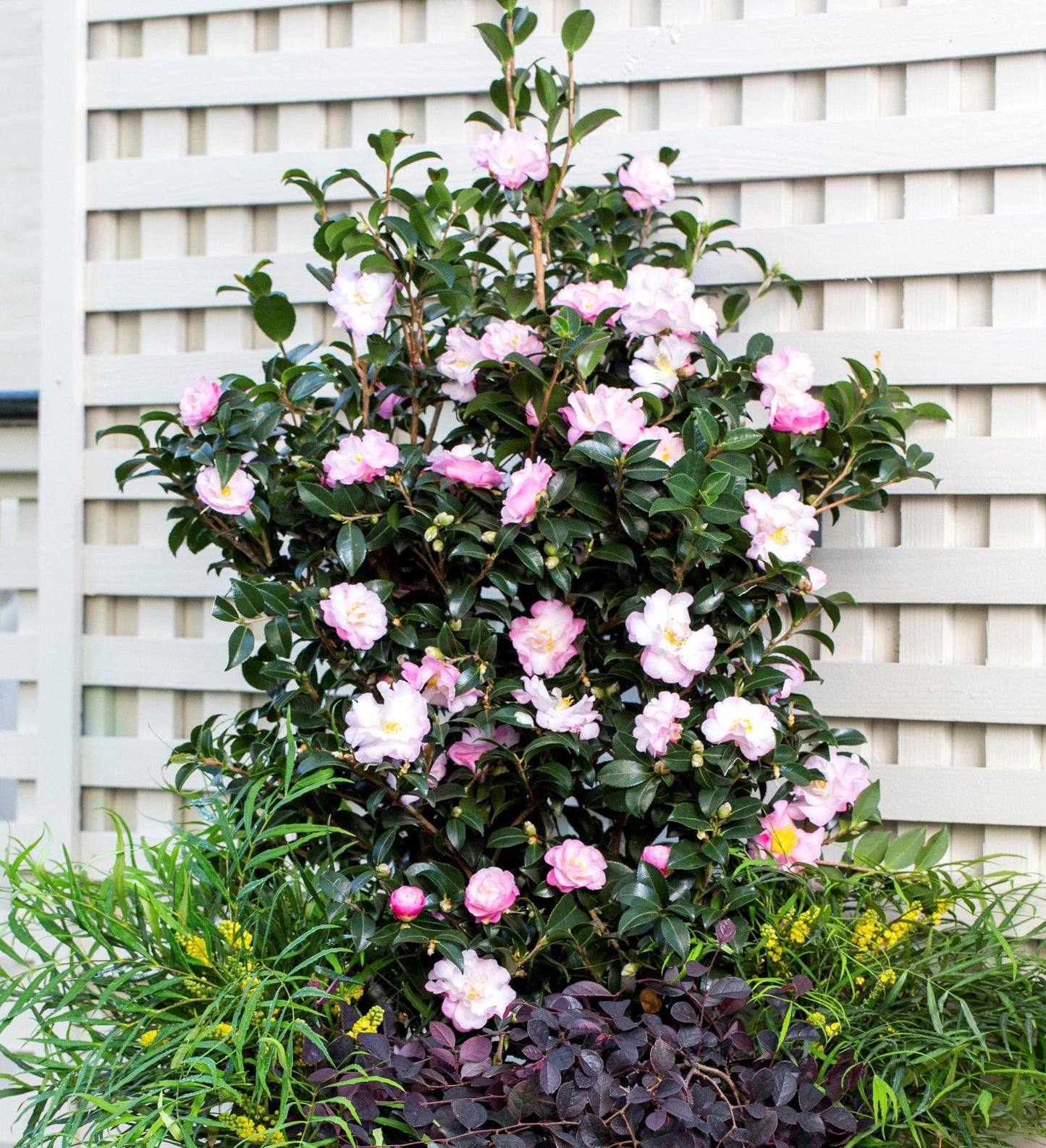 Southern Living October Magic ® Orchid ™ Camellia