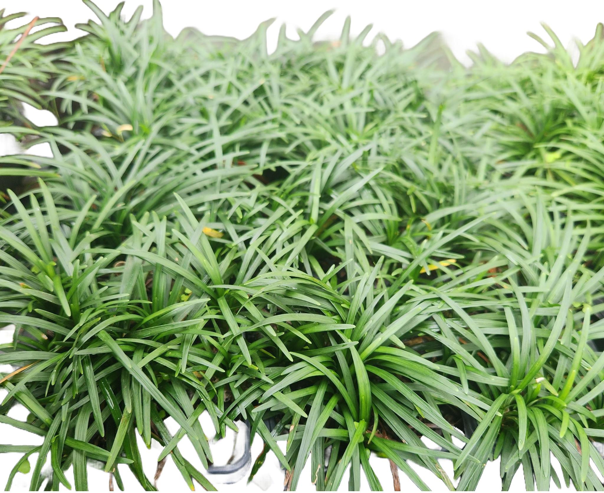 Dwarf Mondo Grass – A Bloom Garden Center