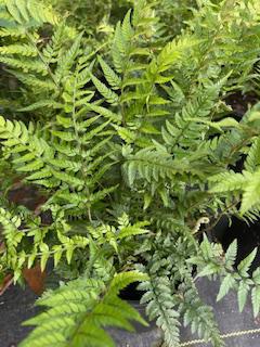 Korean Rock Fern