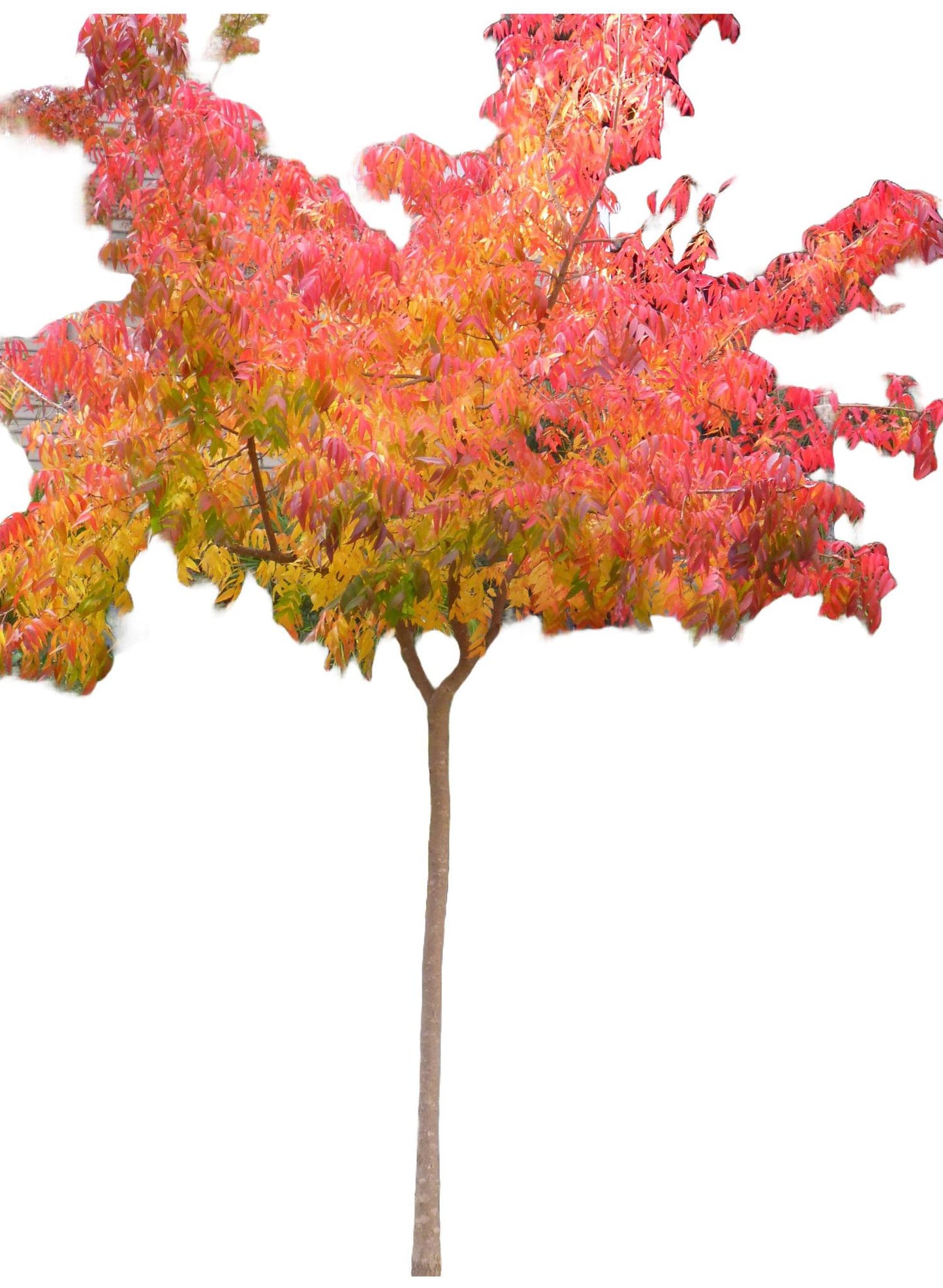 Chinese Pistachio Tree / Chinese Pistache