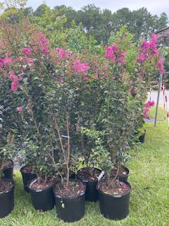Crape Myrtle Miss Sandra