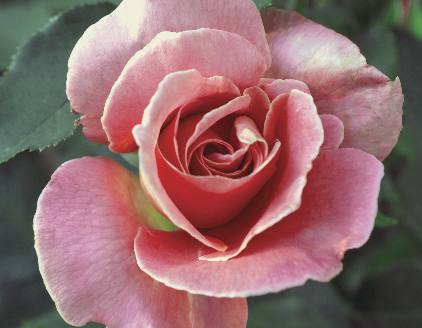 Rose Candy Cane Cocktail Floribunda
