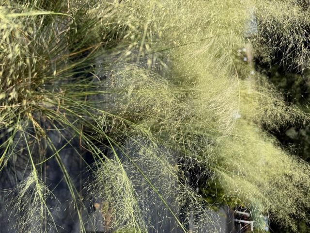Muhly Grass White Cloud