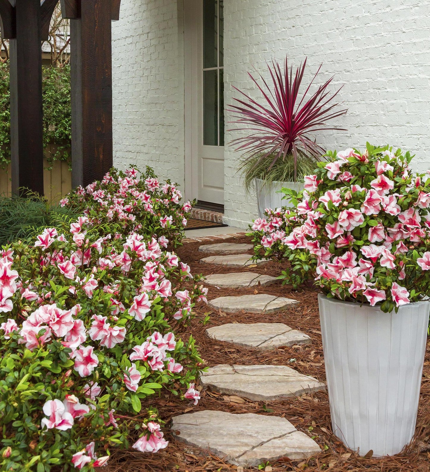Azalea Encore Autumn Starlburst ®