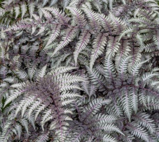 Japanese Painted Fern