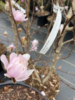 Japanese Magnolia Centennial Blush Star
