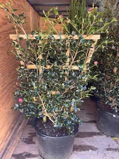 Sasanqua Sparkling Burgundy