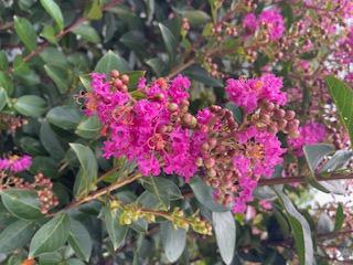 Crape Myrtle Miss Sandra