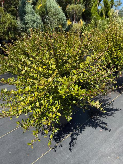 Viburnum Walter's Dwf