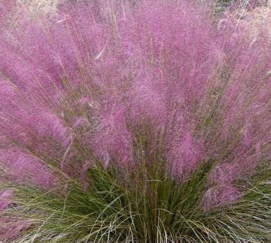 Muhly Grass Ruby