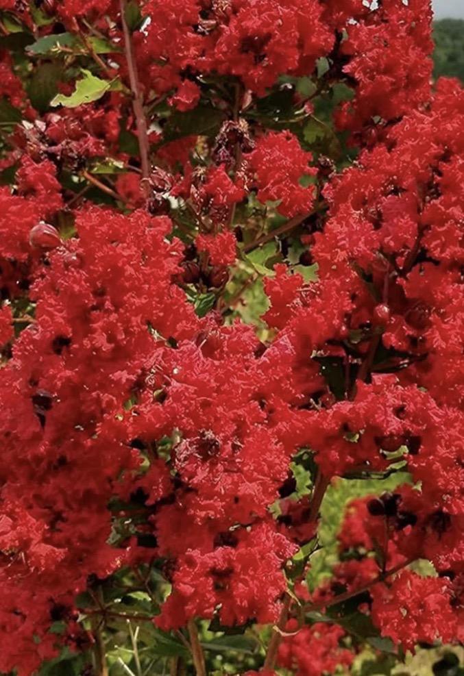 Crape Myrtle Dynamite