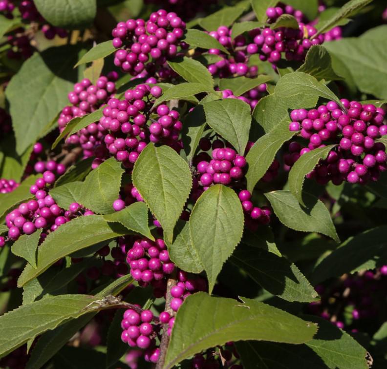 American Beauty Berry