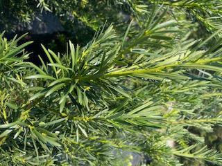 Japanese Yew