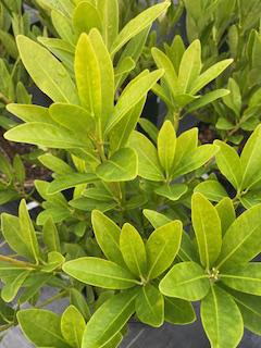 Illicium Parviflorum Star Anise