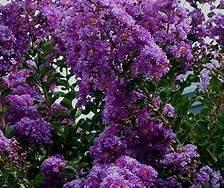 Crape Myrtle Twilight
