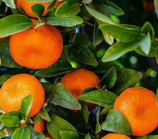 Mandarin Orange Tree