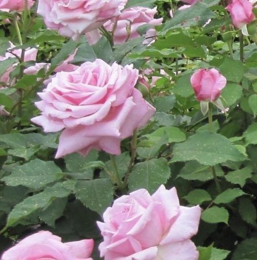 Rose Belinda's Dream