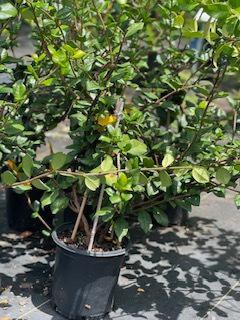 Confederate / Star Jasmine