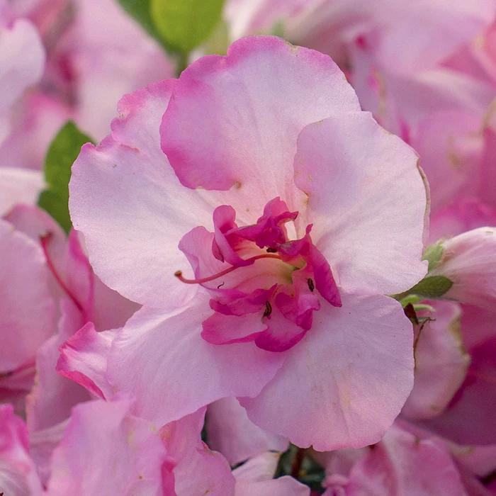 Azalea Encore Autumn Kiss