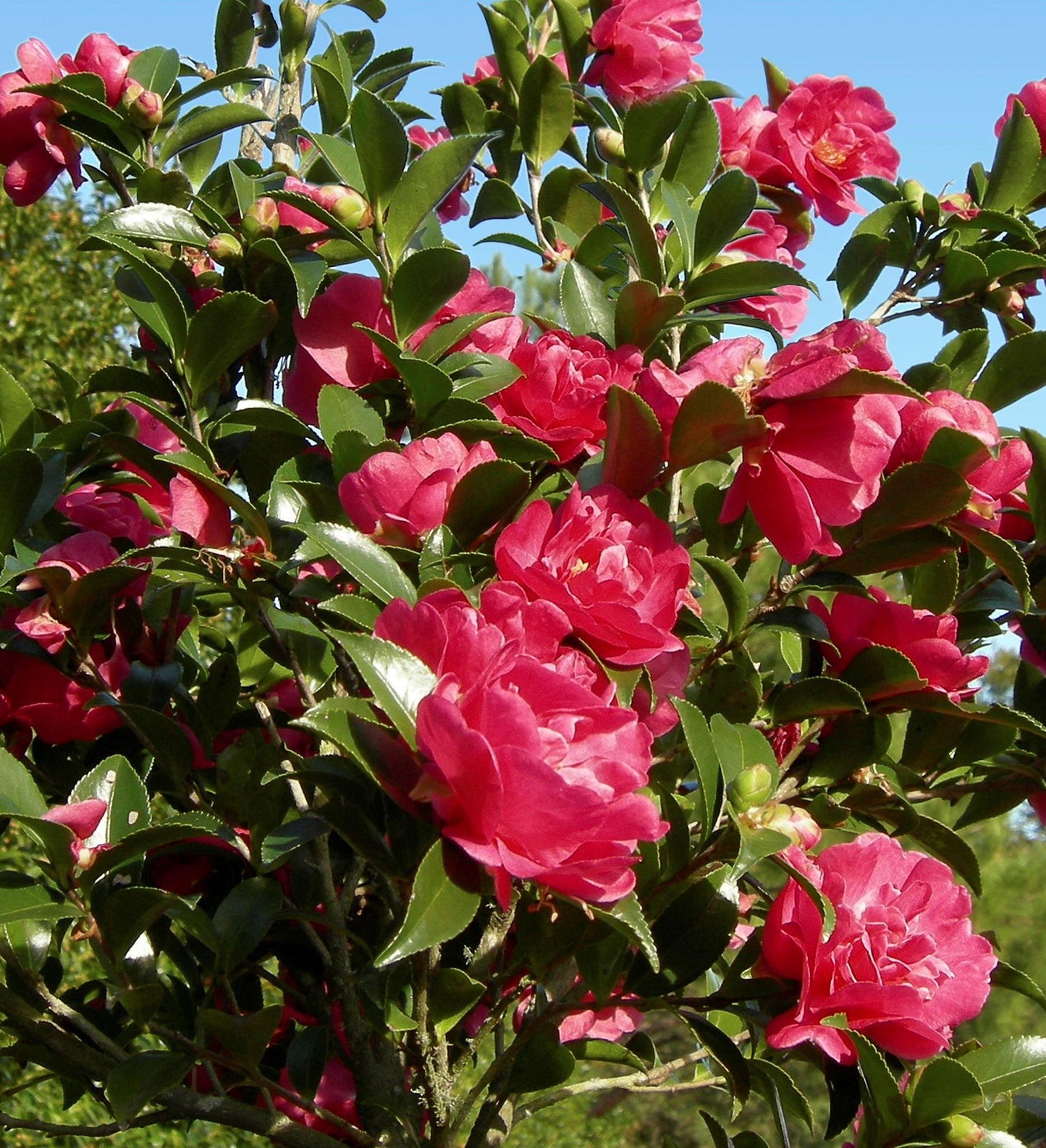 Southern Living October Magic ® Rose ™ Camellia Copy