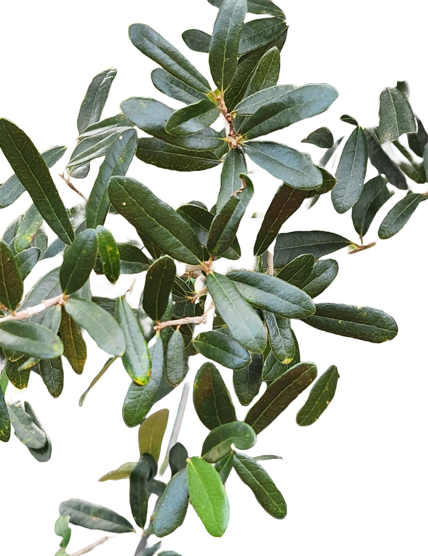 Southern Live Oak Cathedral