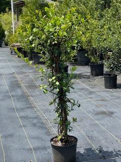 Confederate / Star Jasmine