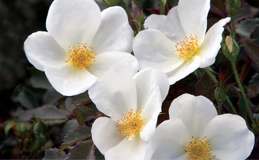 Knock - Out® Rose White
