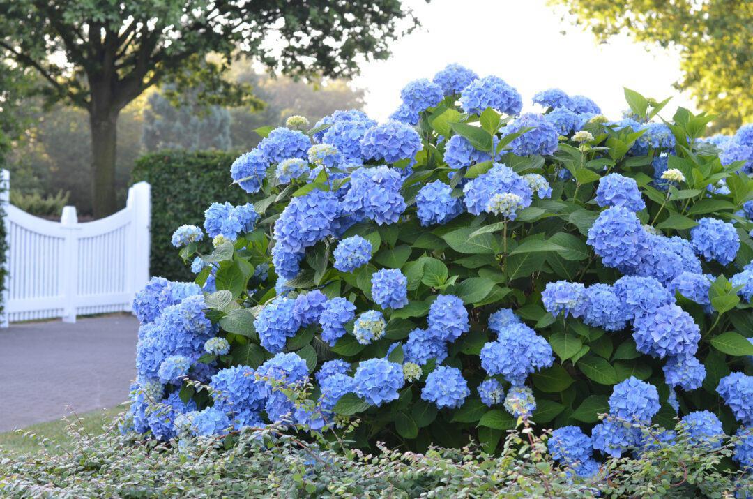 Endless Summer® Hydrangea The Original®