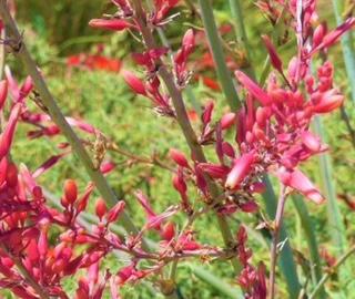 Yucca Hesparole Parviflora