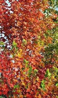 Maple October Glory