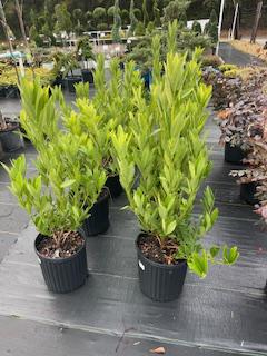 Illicium Parviflorum Star Anise