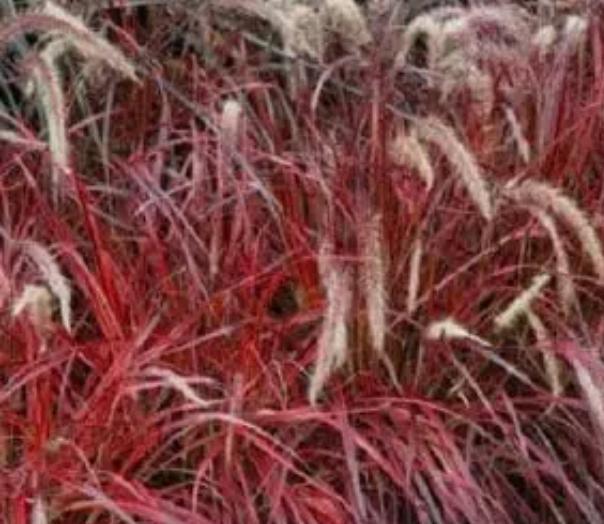 Pennisetum Dwarf Red