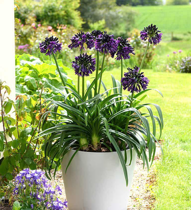 Agapanthus Blackjack™