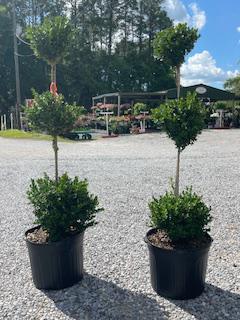 Boxwood 3 Tier poodle