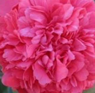 Camellia J. Laura Walker