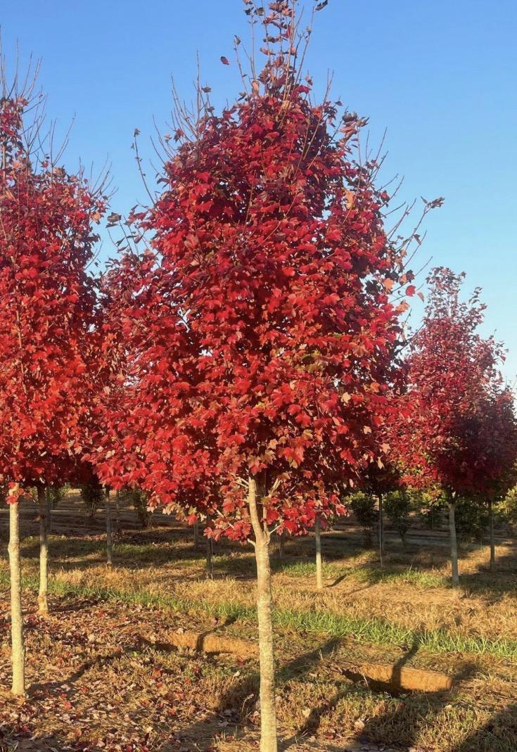 Acer Rubrum Redpointe ® Maple Tree