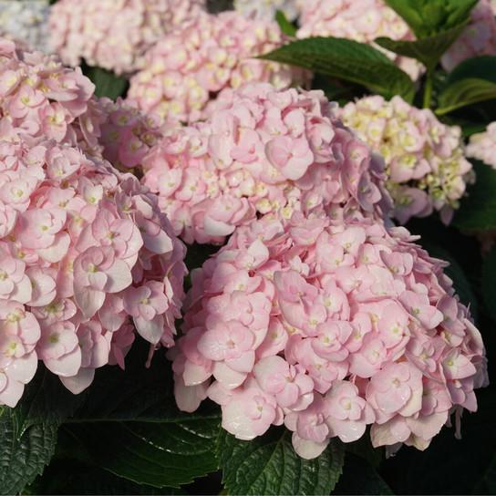 Proven Winners Wee Bit Innocent ® Hydrangea