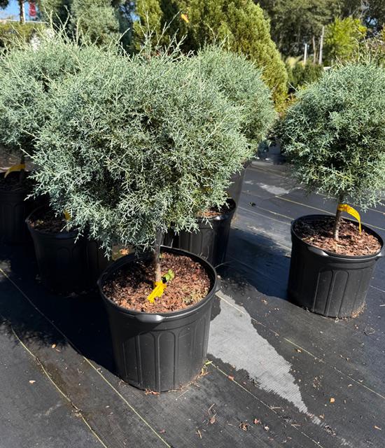 Globe STD Carolina Sapphire Cypress