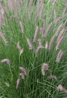 Pennisetum A. Karley Rose