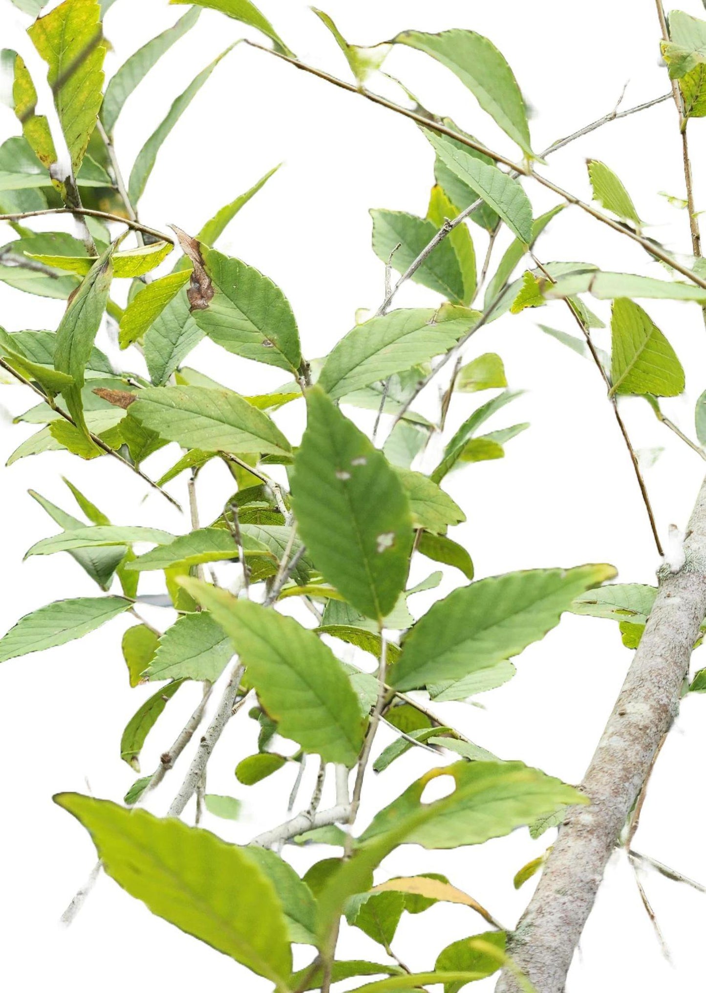 Elm (Chinese) Lacebark Allee