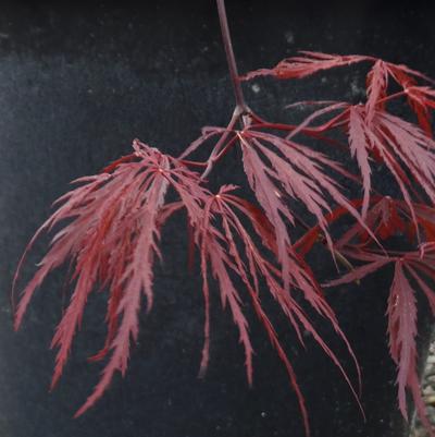 Japanese Maple Diss. Red Dragon