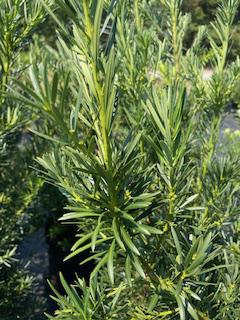 Japanese Yew