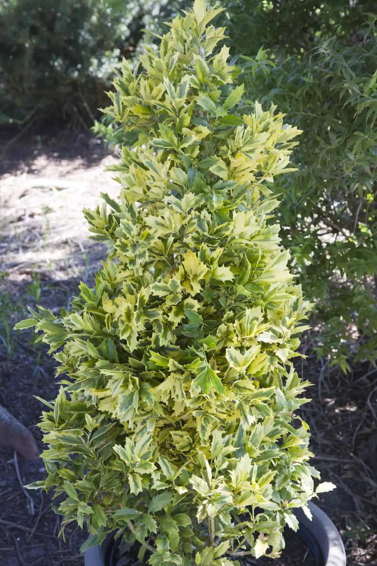 Holly Golden Oakland™