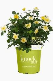 Knock - Out® Rose Easy Bee-zy™