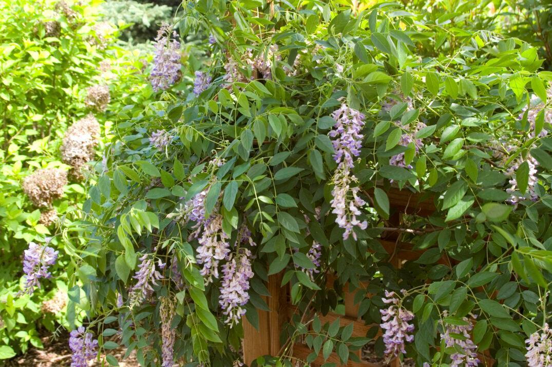 First Editions ® Wisteria Summer Cascade ™