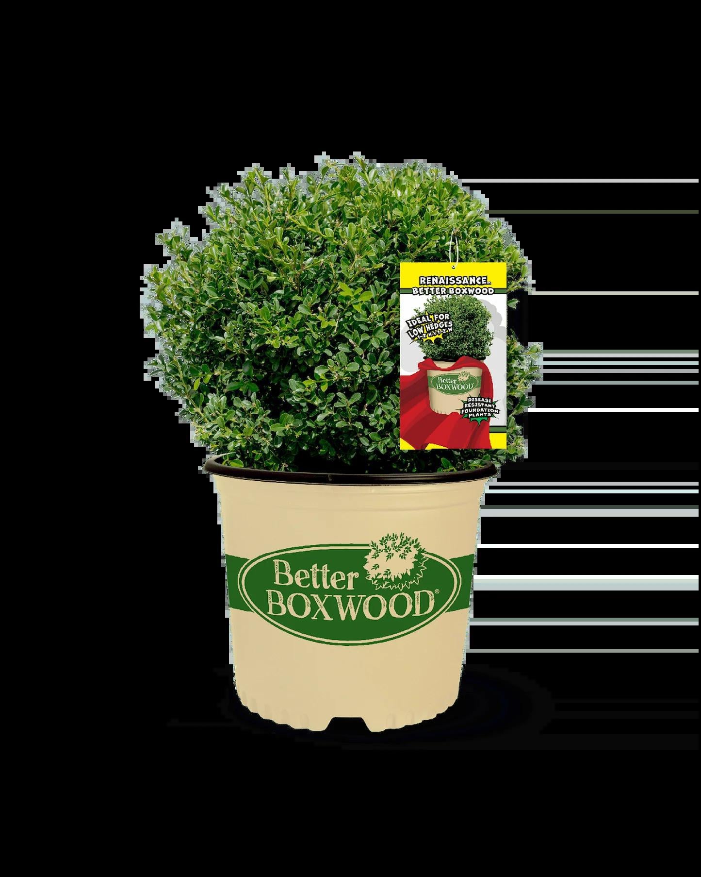 Better Boxwood R Renaissance ™