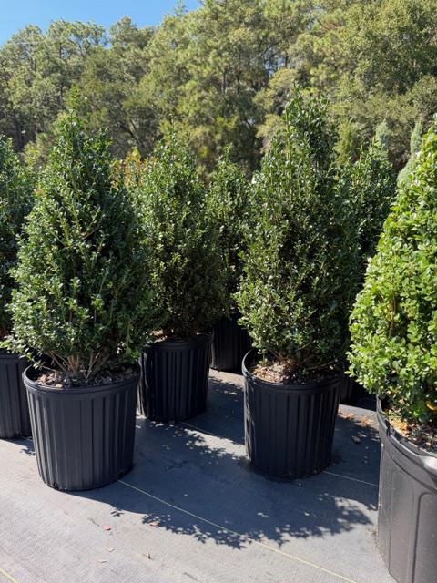 Steeds Holly Cone / Pyramid