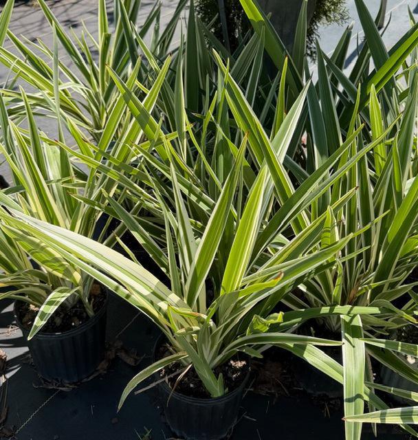 Dianella Flax Lily Variegated